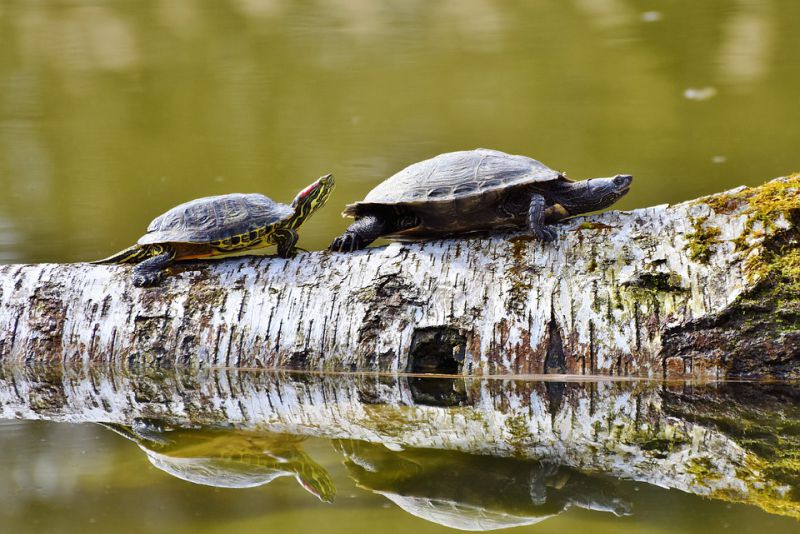 Tortoises can smell through throats