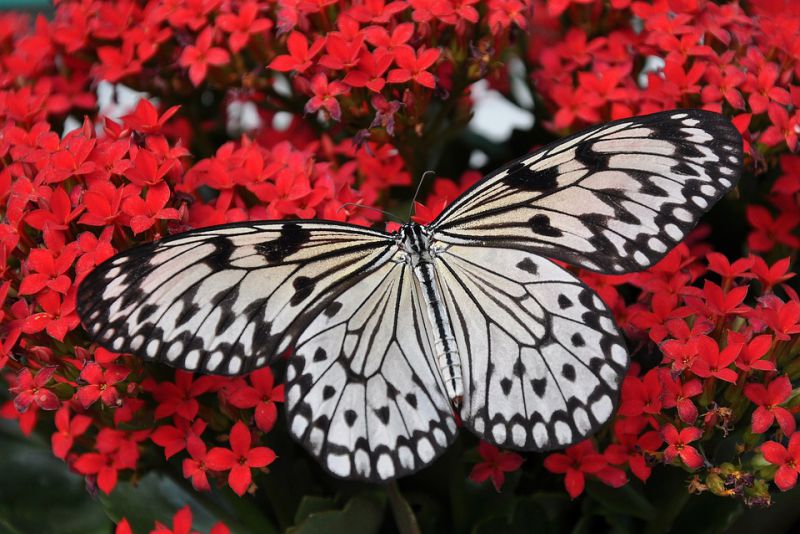 Transparent wings