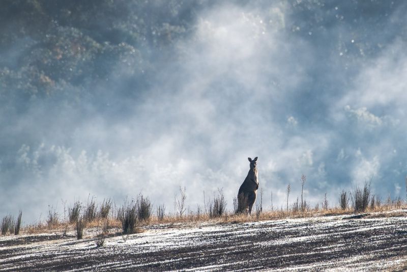 Travelling speed of Kangaroos