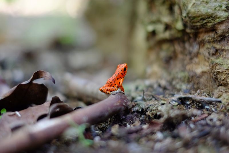 Wood frogs can endure the cold environment easily