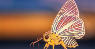 top-10-interesting-facts-about-butterflies