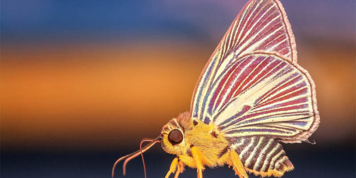 top-10-interesting-facts-about-butterflies