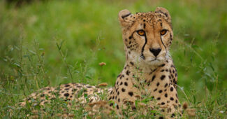 top-10-interesting-facts-about-cheetah