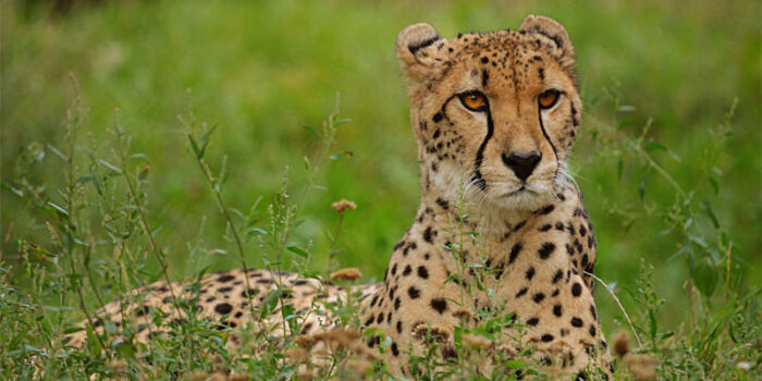 top-10-interesting-facts-about-cheetah