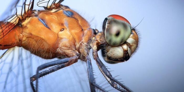 top-10-interesting-facts-about-dragonflies