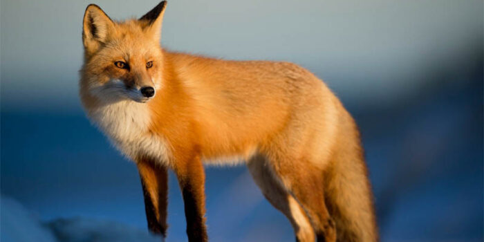 top-10-interesting-facts-about-fox