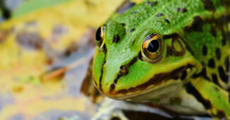 top-10-interesting-facts-about-frogs