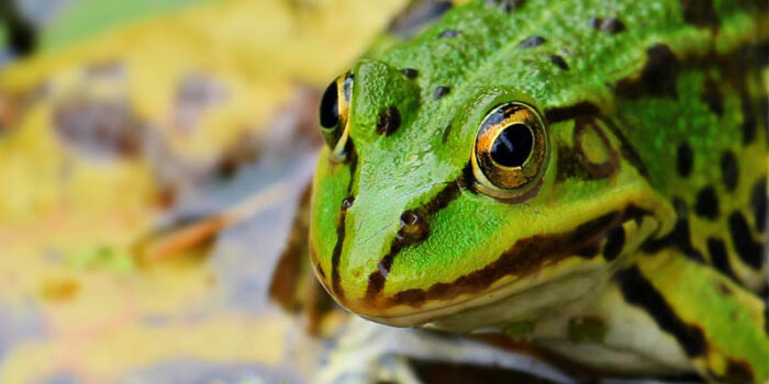 top-10-interesting-facts-about-frogs