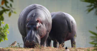 top-10-interesting-facts-about-hippopotamus