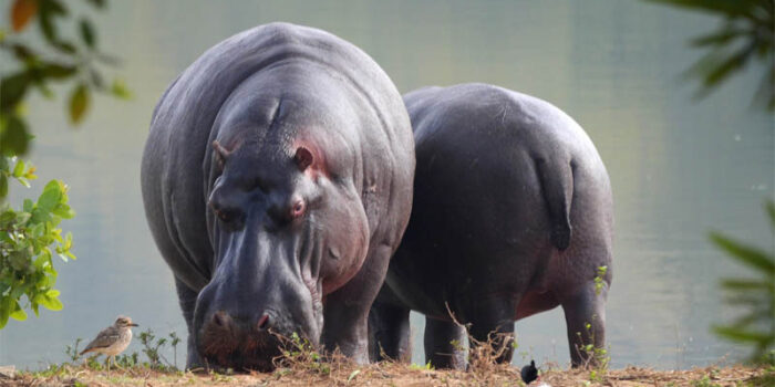 top-10-interesting-facts-about-hippopotamus
