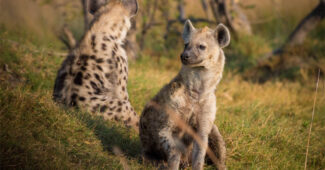 top-10-interesting-facts-about-hyena