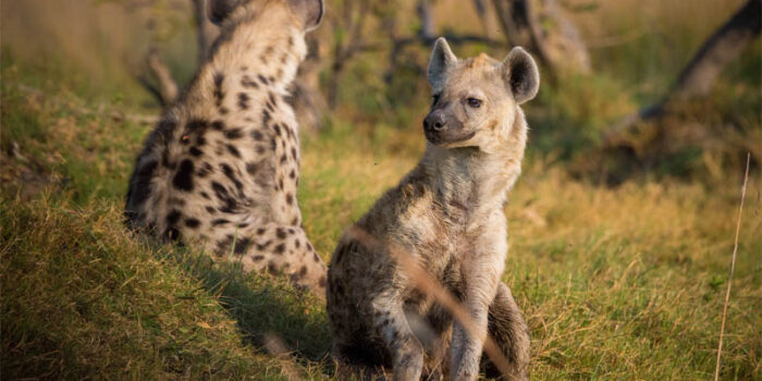 top-10-interesting-facts-about-hyena