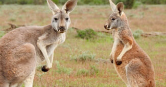 top-10-interesting-facts-about-kangaroos
