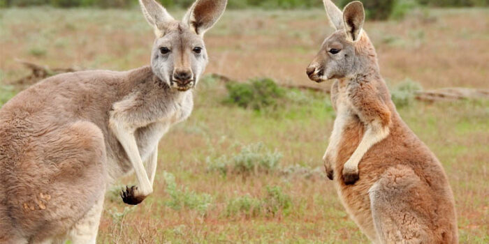 top-10-interesting-facts-about-kangaroos