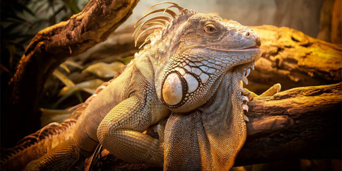 top-10-interesting-facts-about-lizards