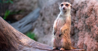 top-10-interesting-facts-about-meerkats