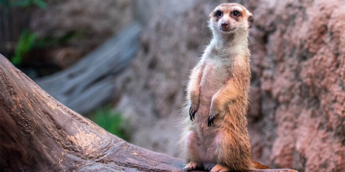 top-10-interesting-facts-about-meerkats