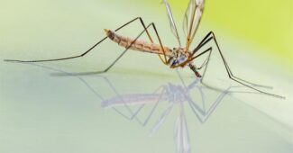 top-10-interesting-facts-about-mosquitoes