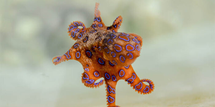 top-10-interesting-facts-about-octopus