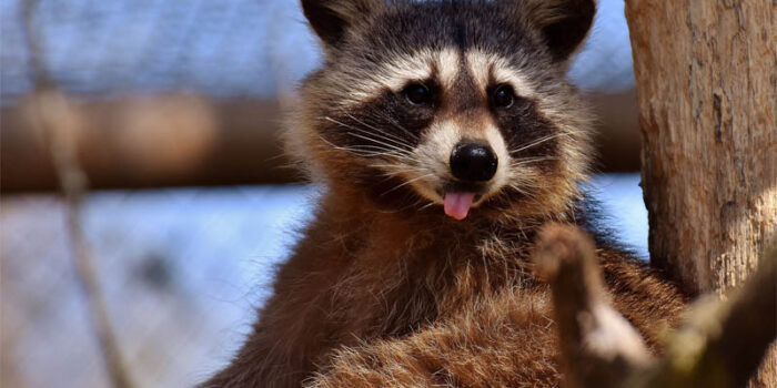 top-10-interesting-facts-about-raccoons