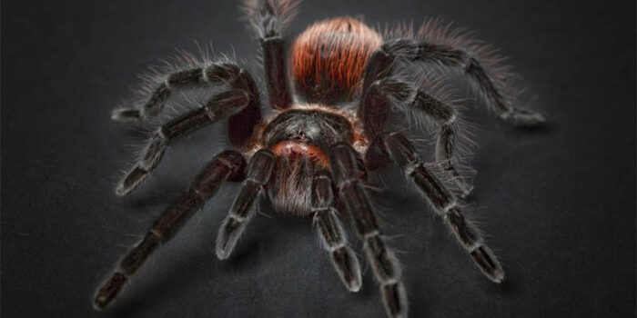 top-10-interesting-facts-about-spiders