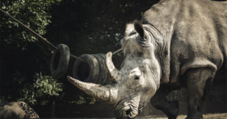 top-10-interesting-facts-about-the-rhinoceros