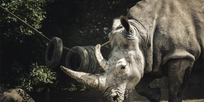 top-10-interesting-facts-about-the-rhinoceros