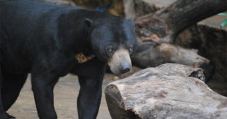 american-black-bear