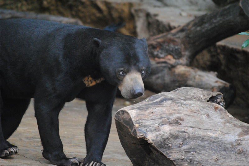 american-black-bear