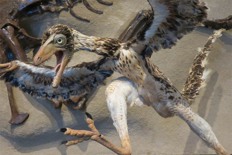 archaeopteryx