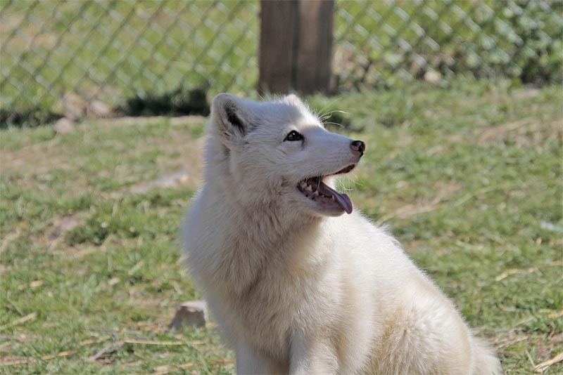 arctic-fox