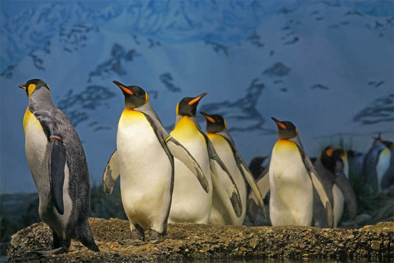 black-and-white-penguins-work-as-camouflage