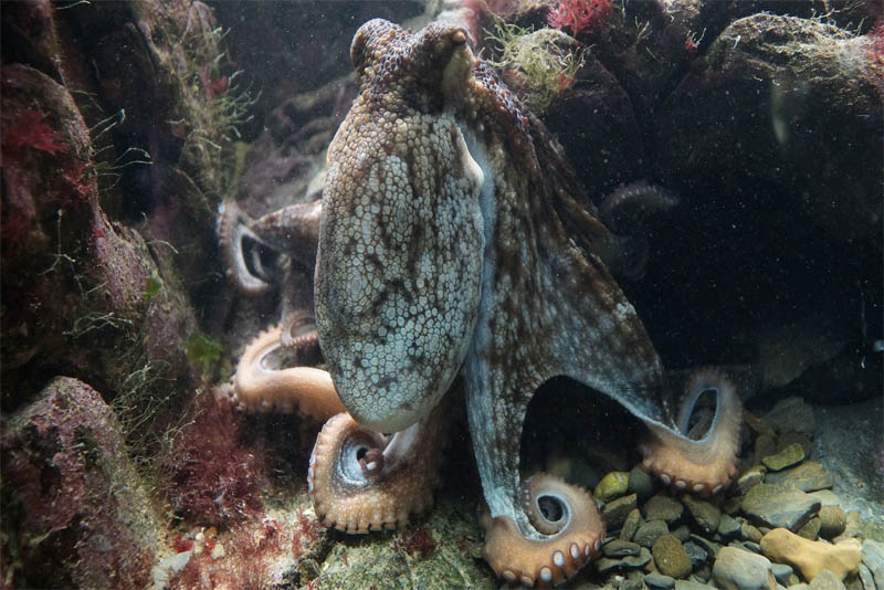 cephalopods-have-big-brains