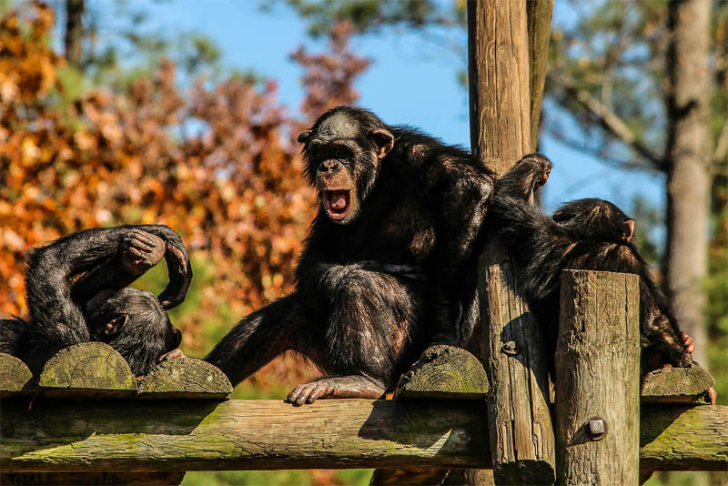 chimpanzees-are-almost-like-humans