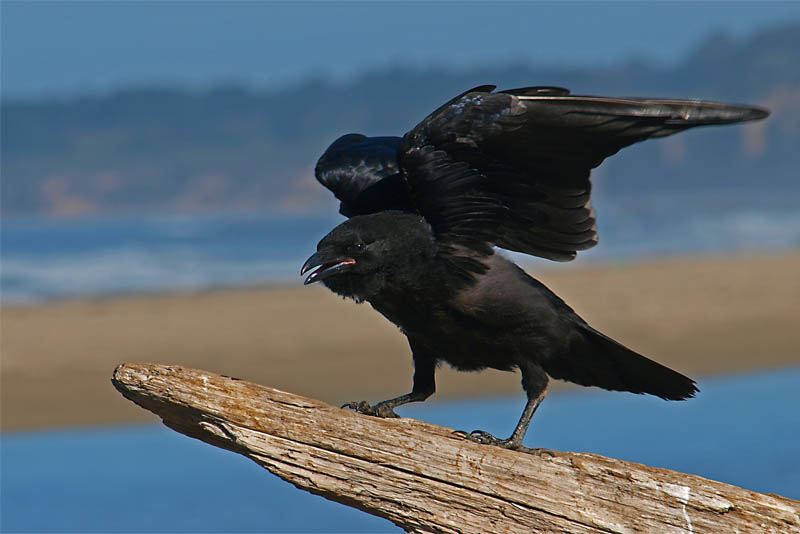 crows-get-crafty