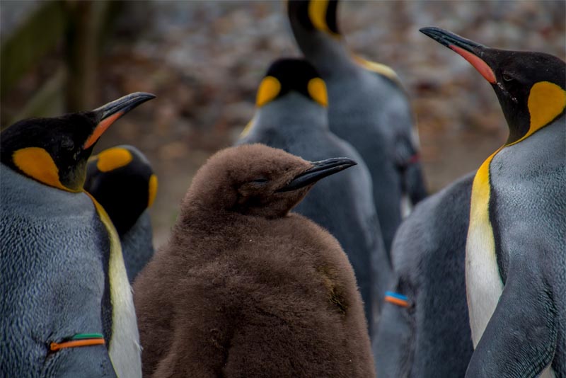 emperor-penguin