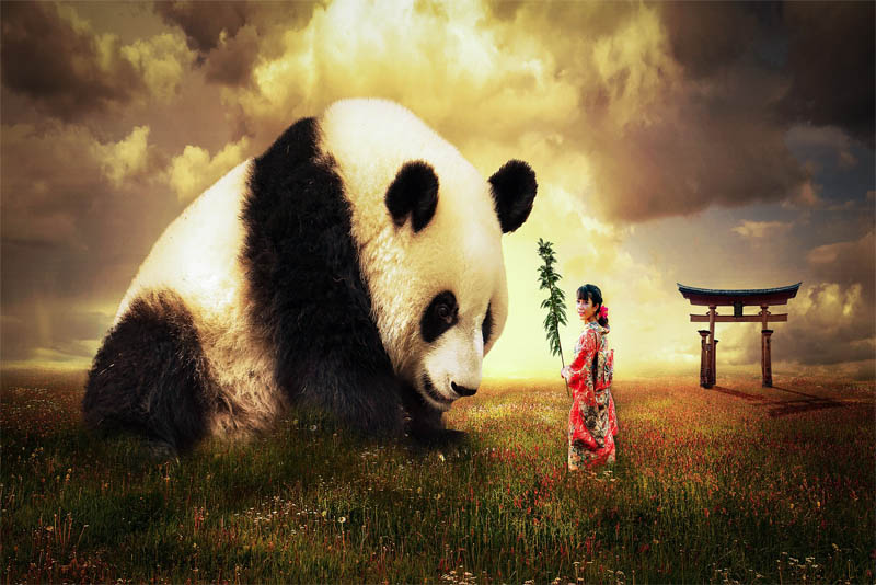 giant-panda