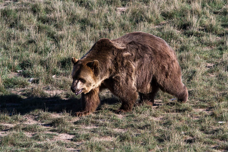 grizzly-bear