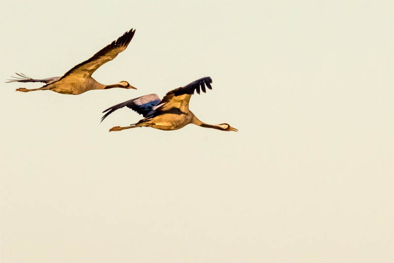 highest-flight-birds