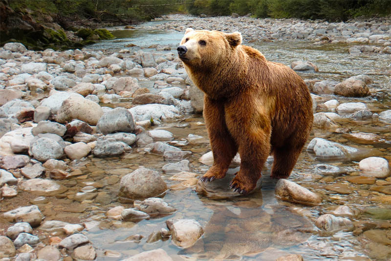 himalayan-brown-bear