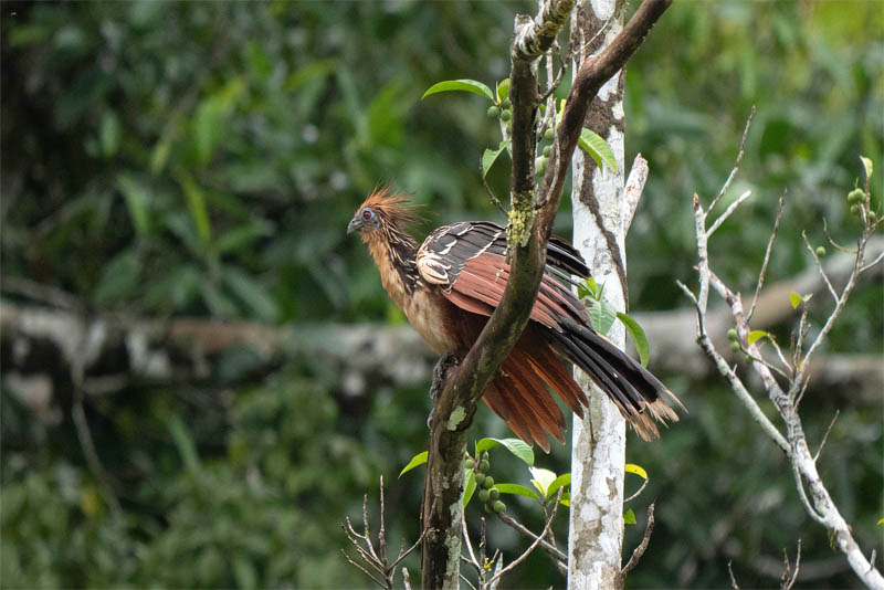 hoatzin-chicks-are-born-along-with-claws-on-their-wings