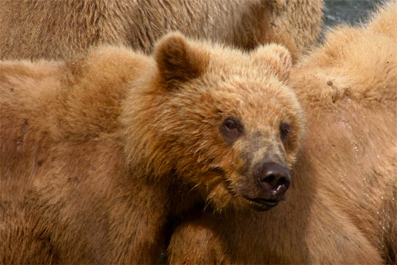 kodiak-bear