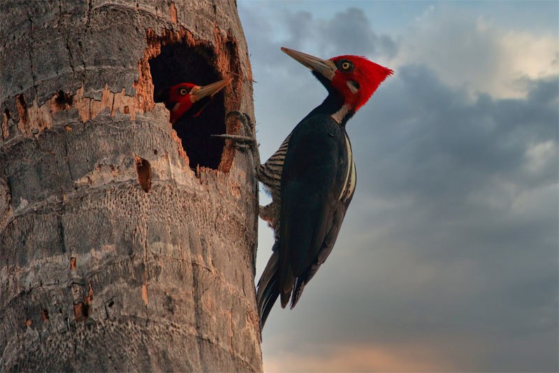life-span-of-woodpeckers