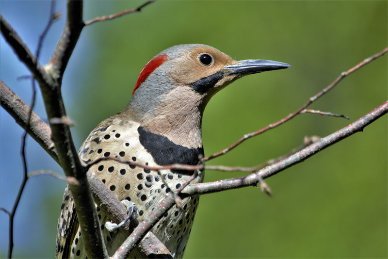 most-famous-woodpecker