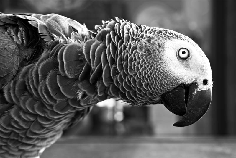 parrots-can-learn-hundreds-of-words