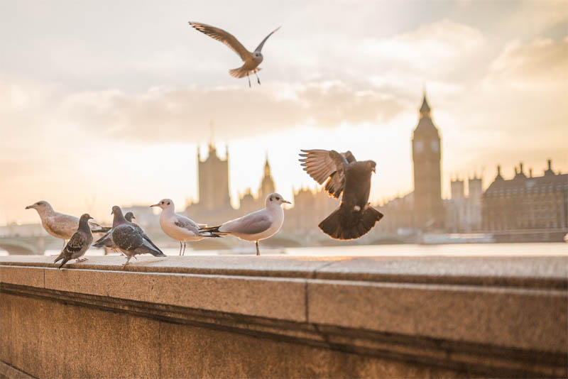 pigeons-were-the-radios-during-world-wars