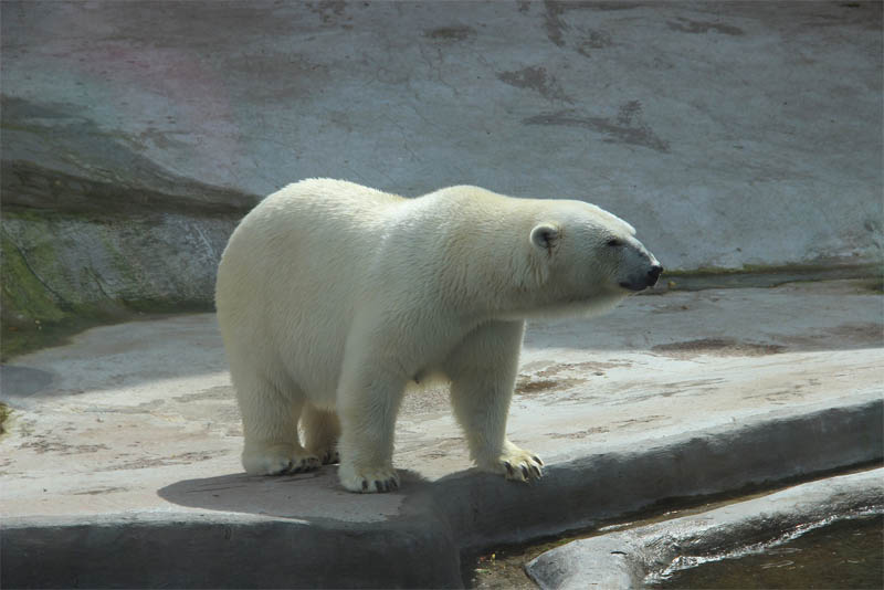 polar-bear