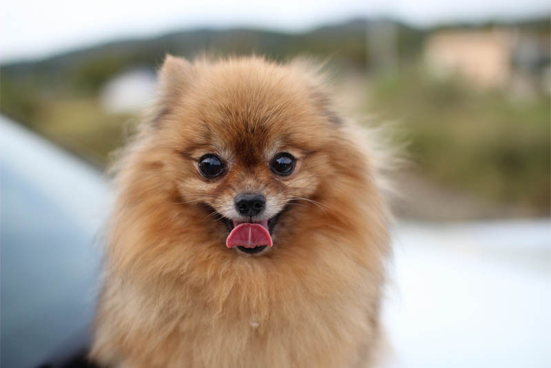 pomeranian