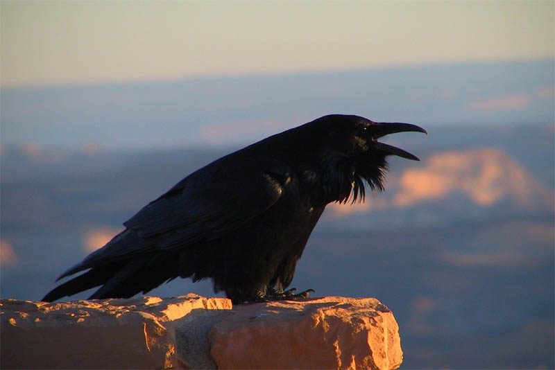 ravens-are-the-great-mimics