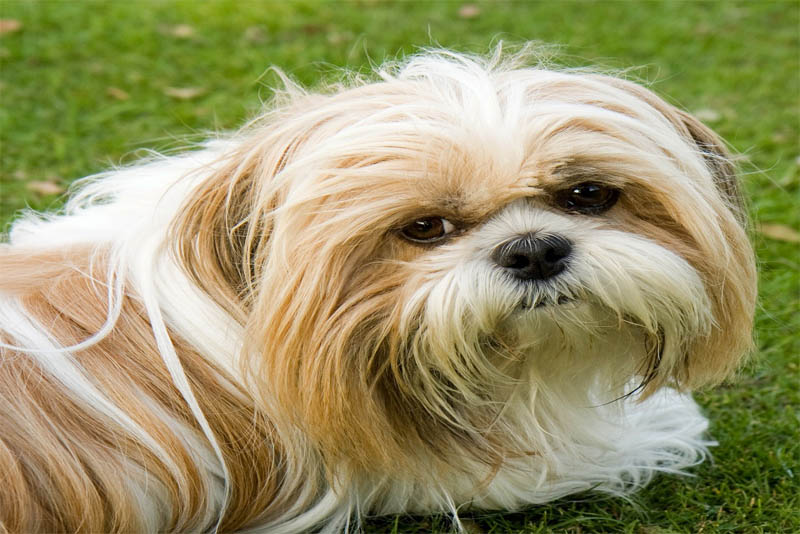 shih-tzu